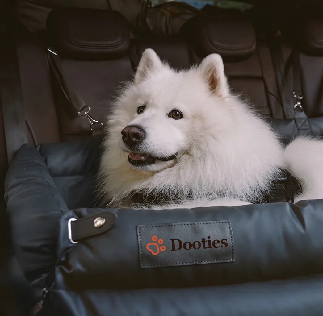 Close up of samoyed in black car seat bed
