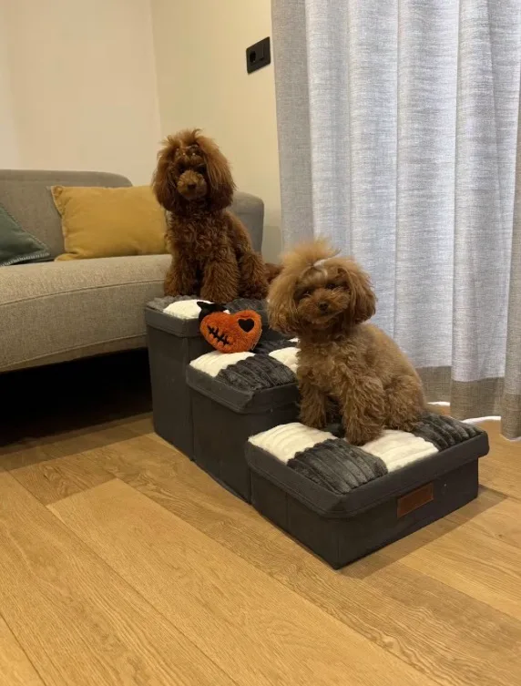 Two poodles posing with the grey chessboard plaid dog stairs